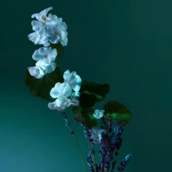 A Balm of Calm Eau de Parfum