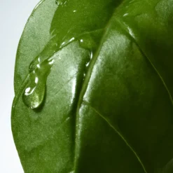 Basil & Hinoki Liquid Soap