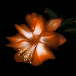 Black Saffron Absolu de Parfum