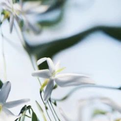 Blanche Absolu Eau de Parfum