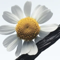 Camomille Satin