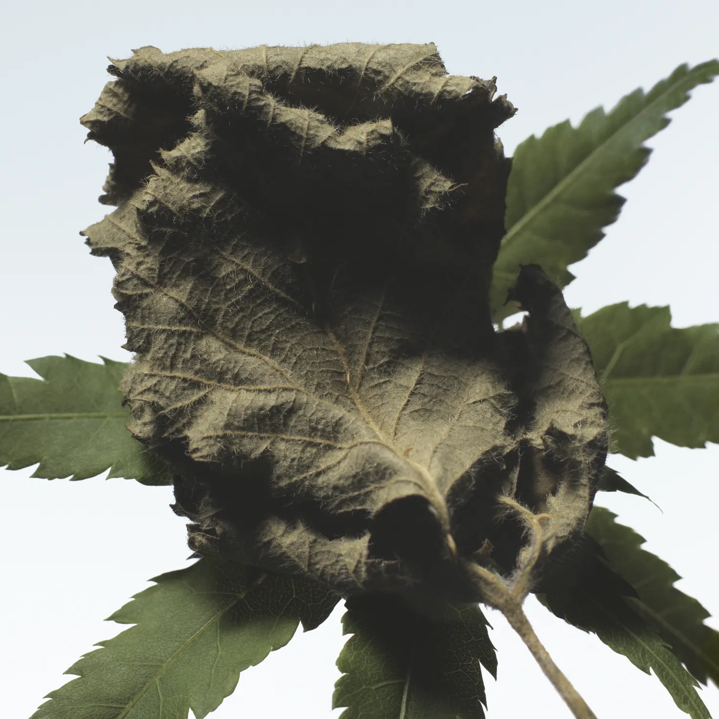 Cannabis Patchouli Eau de Parfum