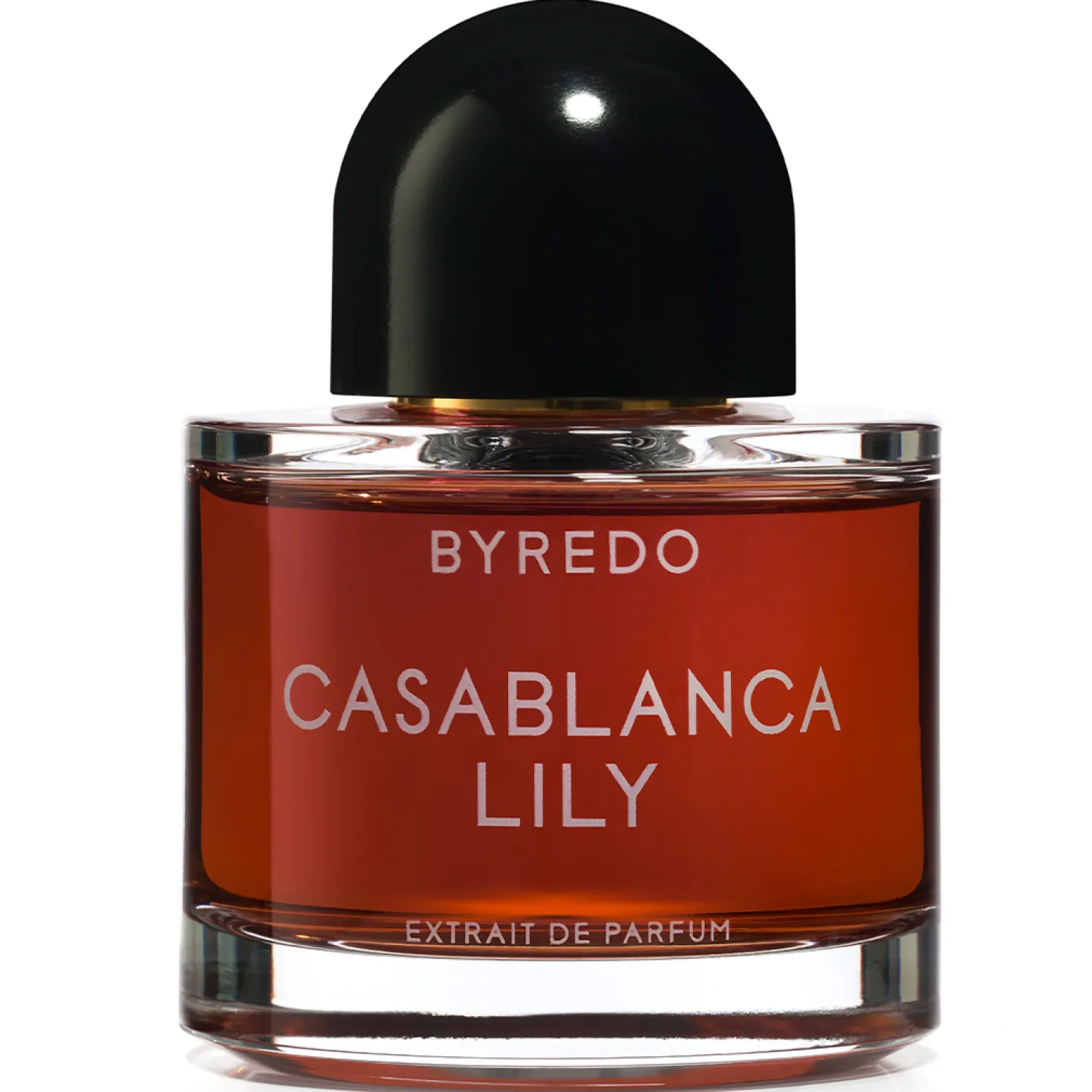 Casablanca Lily