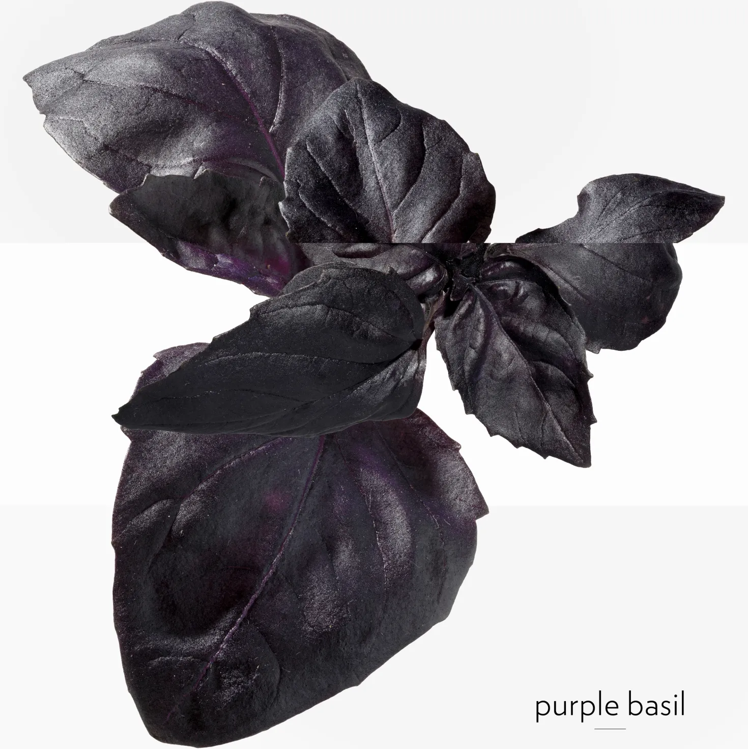 Eau de Basilic Pourpre Eau de Cologne