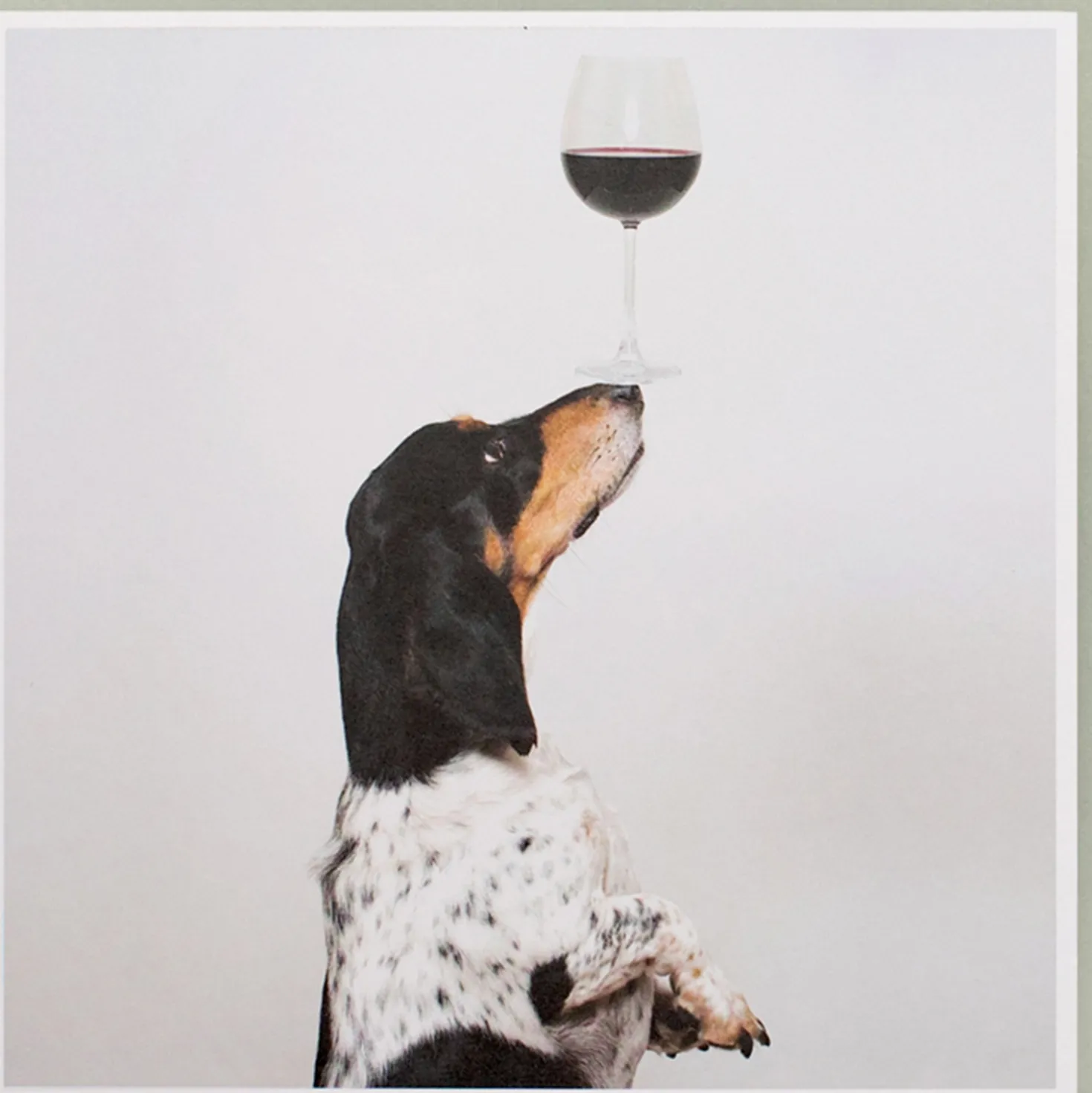 Karte Hund