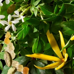 Orange & Bergamot Body Lotion