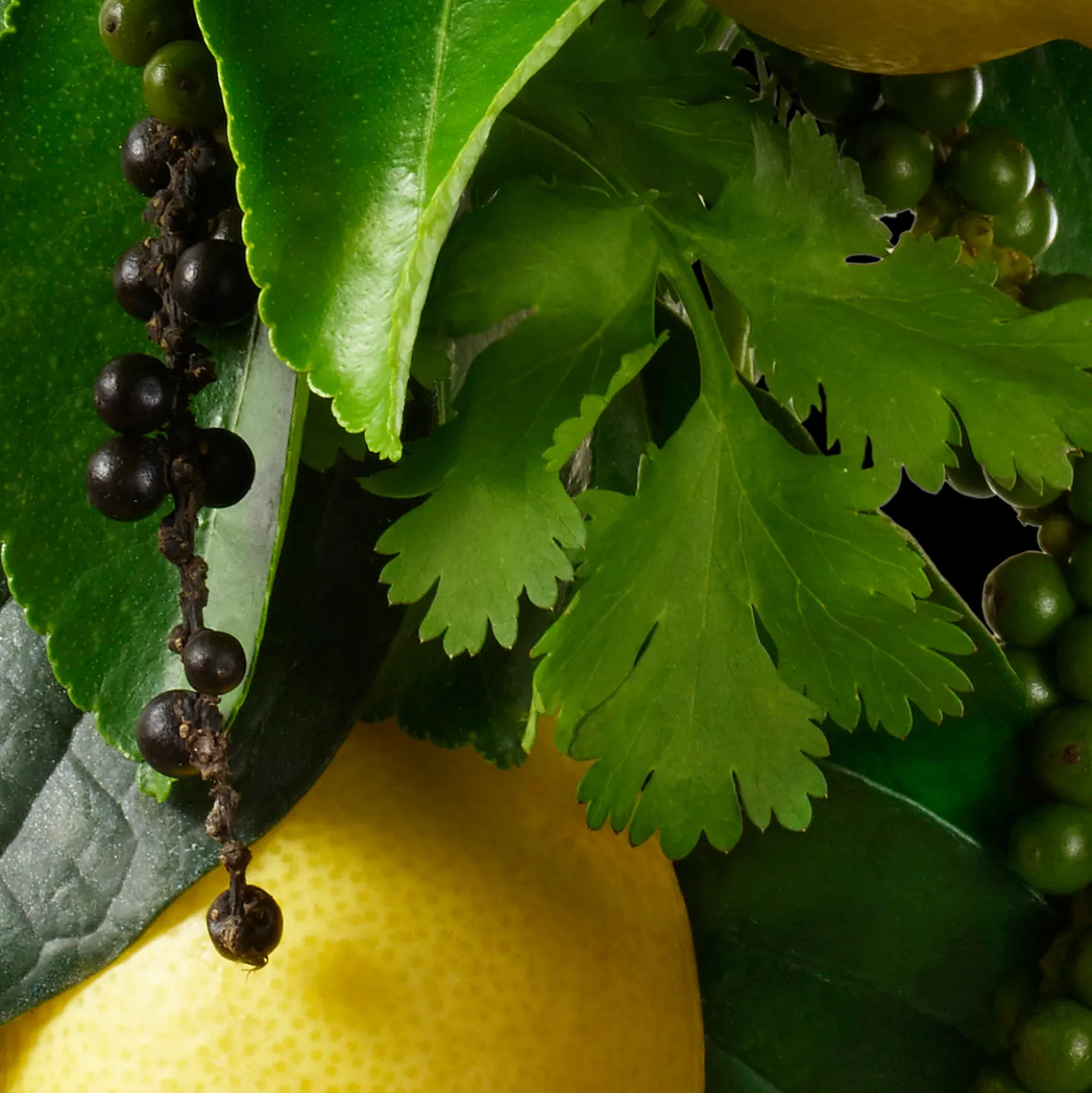 Orange & Bergamot Hand Lotion