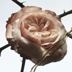 Rosa Carnivora Eau de Parfum