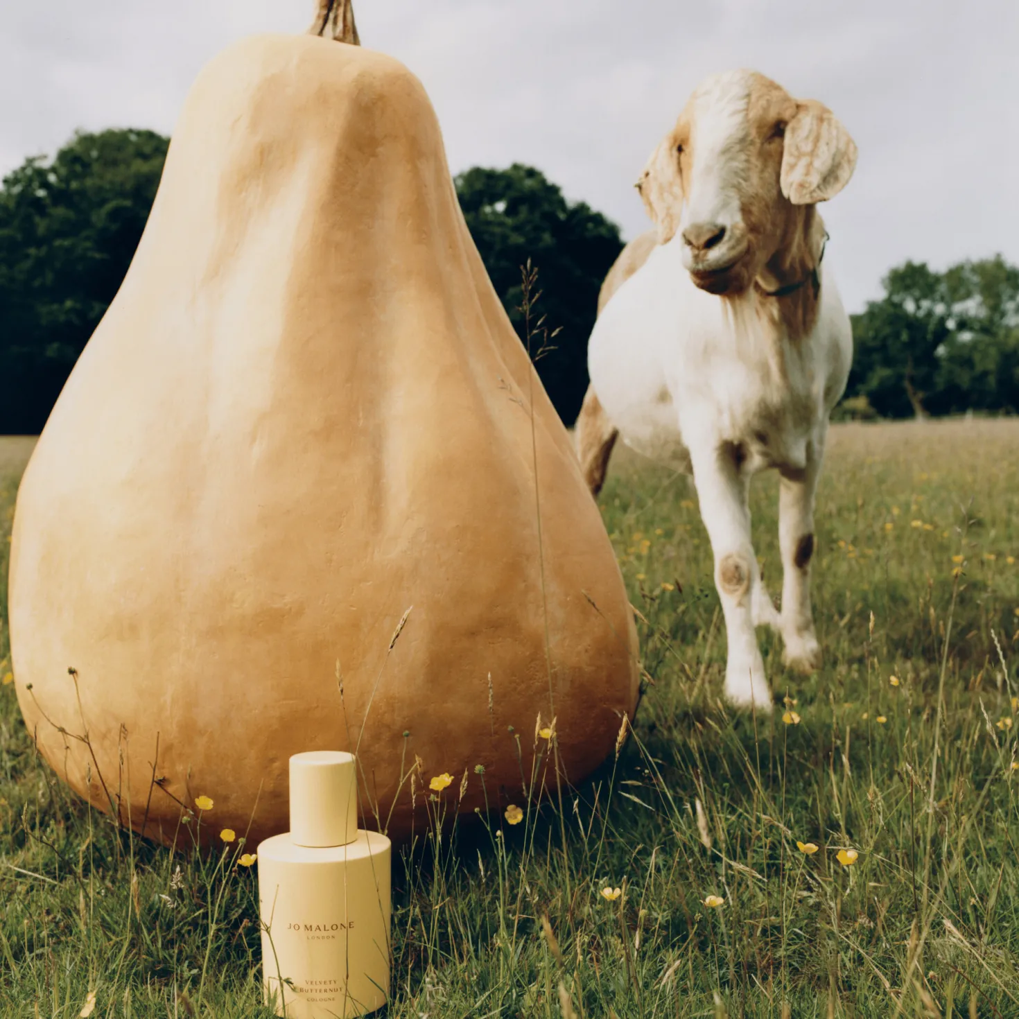Velvety Butternut Cologne